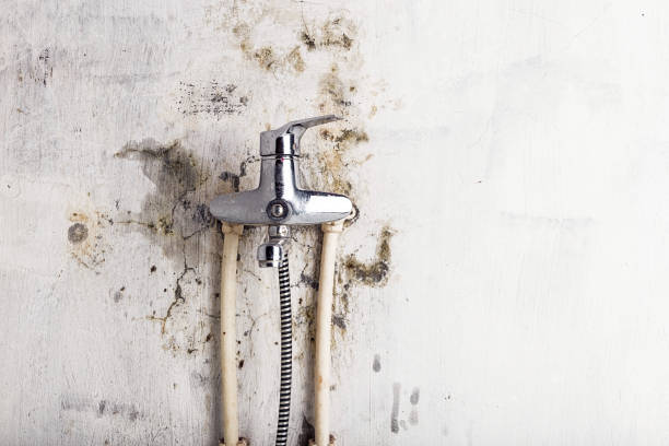 Professional Mold Removal in Ben Wheeler, TX