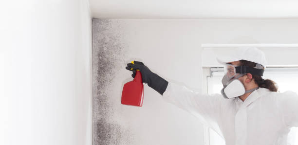 Best Black Mold Removal  in Ben Wheeler, TX