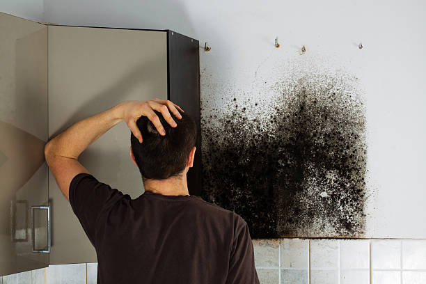 Mold Removal Process in Ben Wheeler, TX